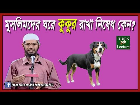 ভিডিও: কেন কুকুর ডগহাউসে যাবে না?