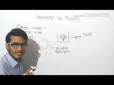 Video: Hva er turgortrykket til slapp celle?