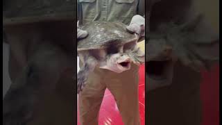 The power of the soft shell turtle