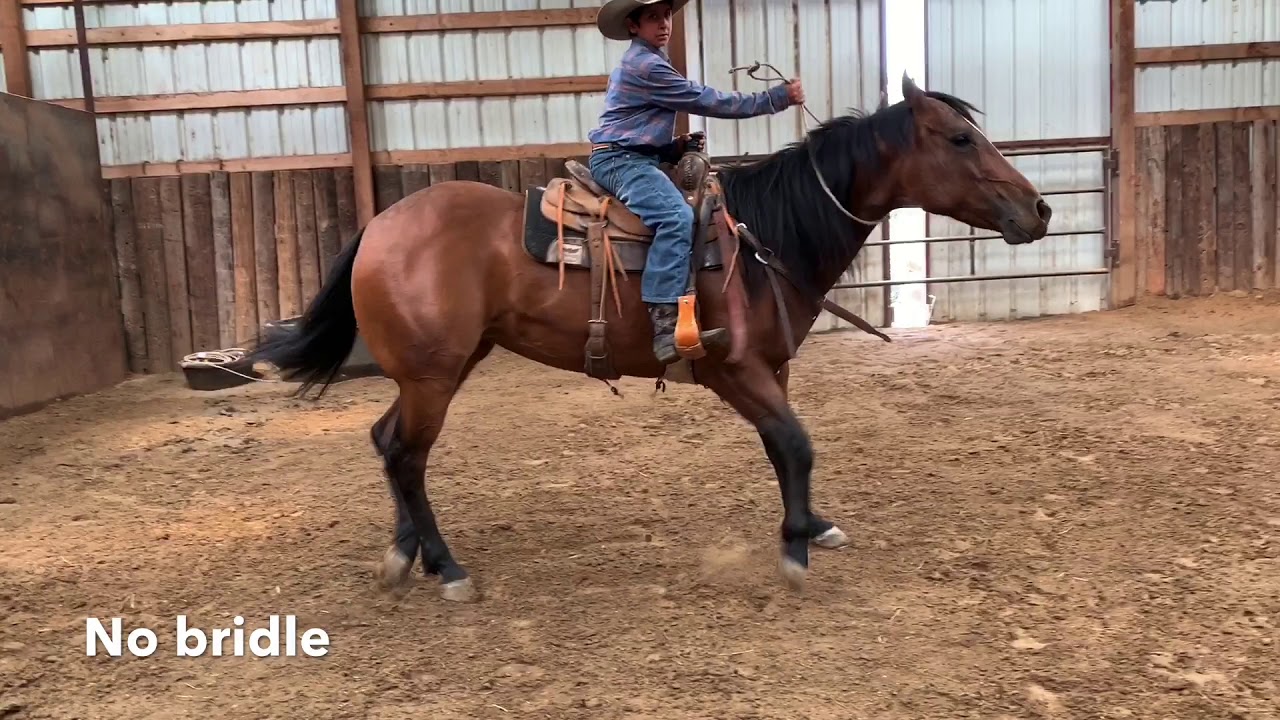 Lot20 NMSU SMART LIL WHIZ Offered by SKC Livestock at Diamonds in the