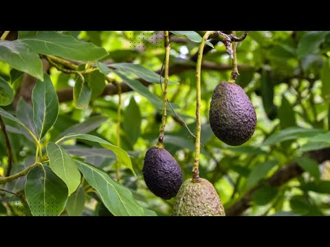 Vidéo: Contrôle de la pourriture des racines d'avocat - Gestion de la pourriture des racines dans les avocatiers