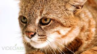 A colocolo or pampas cat (Leopardus colocolo wolfsohni) at Parque de las Leyendas in Lima, Peru.