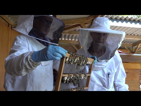 Video: De Transcriptomische Signatuur Van Lage Agressie Bij Honingbijen Lijkt Op Een Reactie Op Infectie