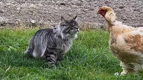 Watch the video about Brock the Maine Coon Sneak Attacks Baby Chicks