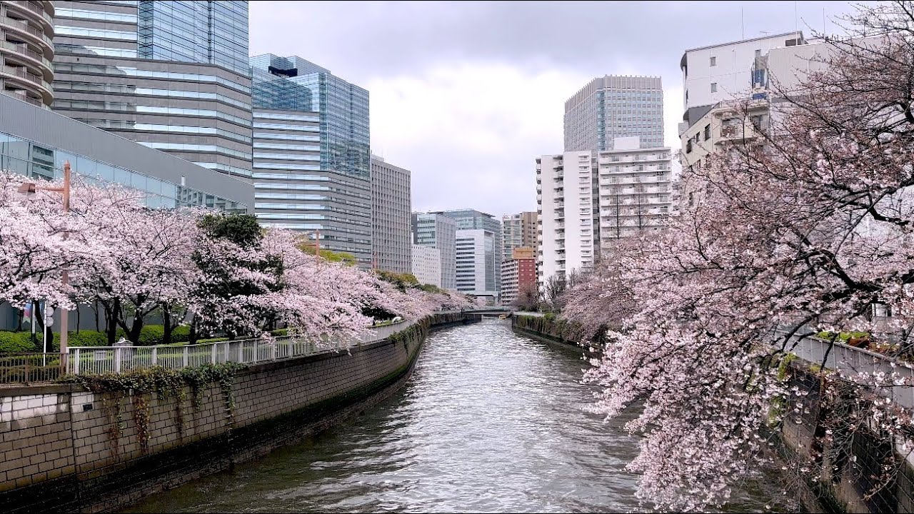Tokyo Walk 4K – Megurogawa 目黒川 雨の日の桜 - YouTube