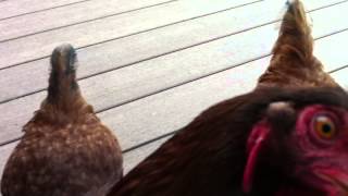 Chickens - Love Blueberries
