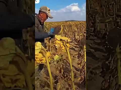 satisfying sunflower harvesting#shortsfeed