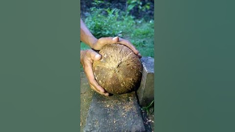 Removing jumbo coconut from its shell