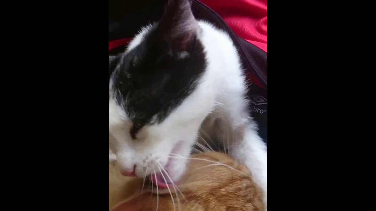 Katze Leckt Pussy Katze Leckt Pussy