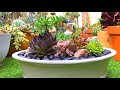 Oval Bonsai Pot Succulent Arrangement