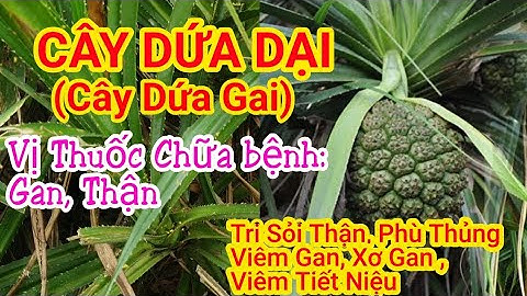 Cây Dứa Dại - Cây Dứa Gai Rừng tác dụng chữa bệnh Gan thận, viêm tiết niệu, sỏi thận