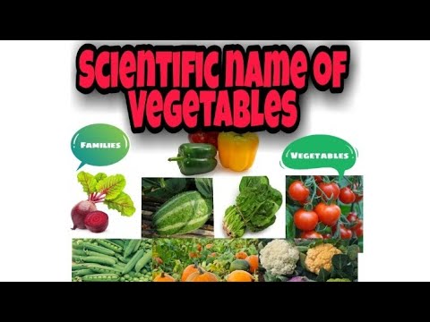 Scientific name of Vegetables Family name Learn with MB