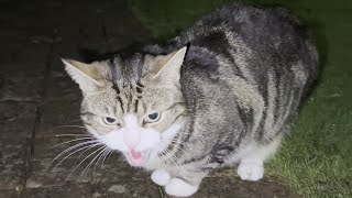 Neighbourhood Cats At Night