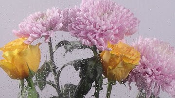 الشيخ يونس اسويلص-سورة الواقعة _Surah Al Waqi'ah  تلاوة تهتز لها القلوب الصوت الجميل|#سورة_الواقعة