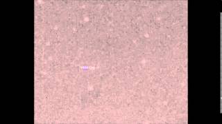 V404 Cyg light variations