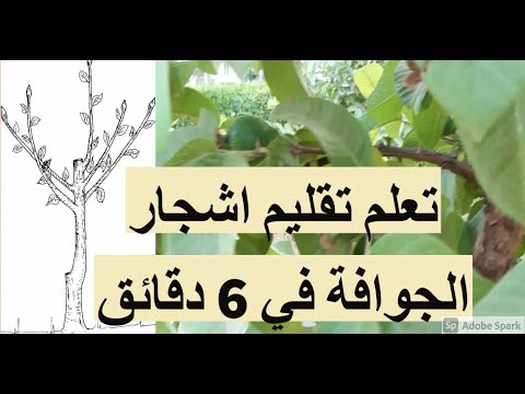 فيديو: تحريك أشجار فاكهة الجوافة - تعلم كيفية زرع شجرة جوافة