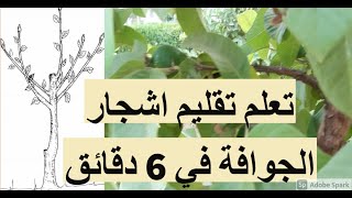 تعلم تقليم اشجار الجوافة في 6 دقائق