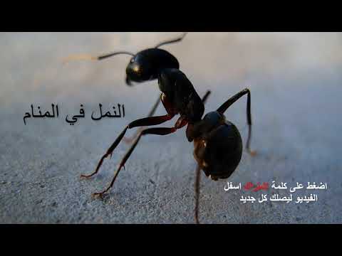 النمل في المنام لابن سيرين والوانه و باشكالها المختلفة شرح وافي