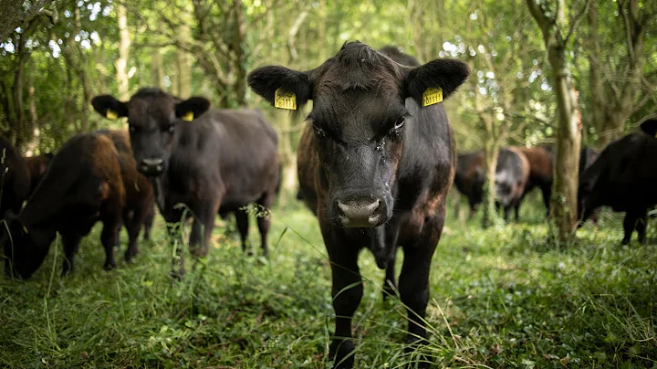 Grazing livestock for agroforestry: Yatesbury House Farm