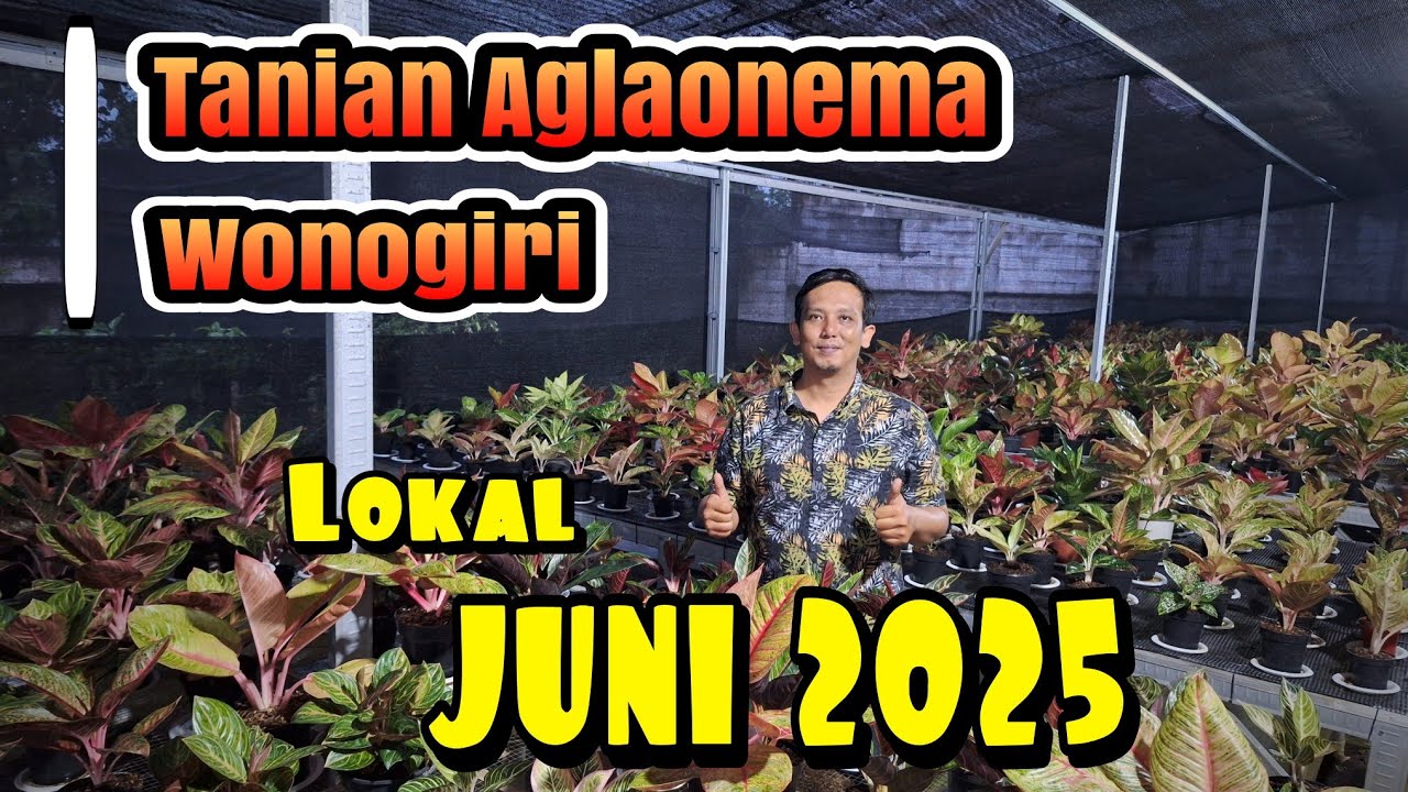 Aglaonema super tanian ekonomis asli wonogiri
