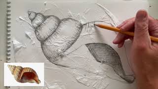 How to draw a sea shell