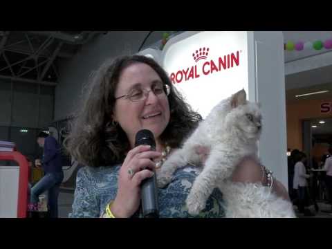 Βίντεο: Selkirk Rex - Curly Miracle