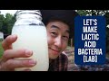 Lets make lactic acid bacteria lab