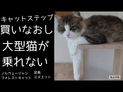 覚え方は猫それぞれ【足長ミヌエット&ノルウェージャンフォレストキャット】