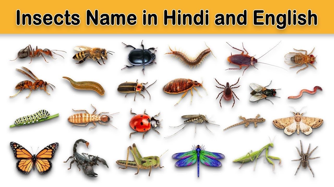 insects-name-insects-name-in-english-and-hindi