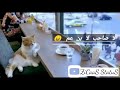 اجمل حلات وتساب الشاب بلال زهري معاك عيت    3 3