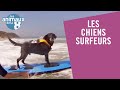 Les chiens surfeurs - Les Animaux de la 8