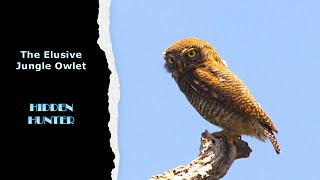 Hidden Hunter: The Elusive Jungle Owlet