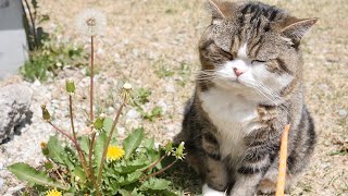 お散歩なねこ。Maru&Hana enjoy the outside garden.