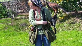 Details Falconry Class @West Coast Falconry,  Marysville, Ca Guide