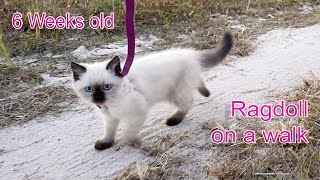 ragdoll leash