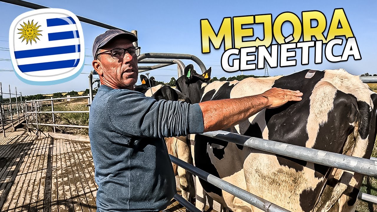 Así se TRABAJA en el CAMPO en Uruguay – Tambo, ordeñe y vida rural