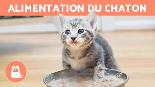 Comment NOURRIR un CHATON d'1 MOIS ?  (Nourrir un bébé chat)