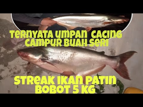 🔴mancing-malam-umpan-ini-auto-panen-streek-ikan-patin