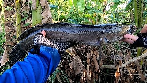 Câu cá lóc, ao nhỏ nhưng nhiều cá, lụm hugo 1kg (Fishing snakehead)!!
