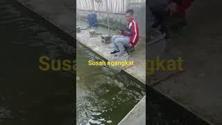 Joran Bambu Susah Ngangkat Ikan Lele Babonshortsviral
