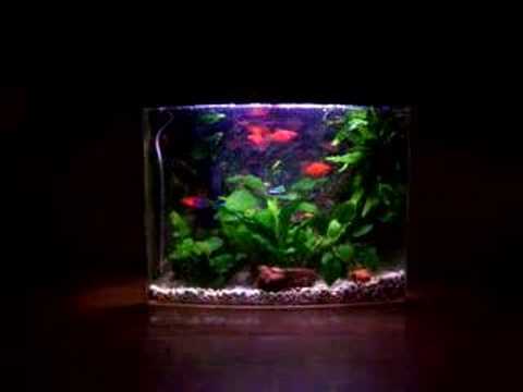 6 gallon fish tank