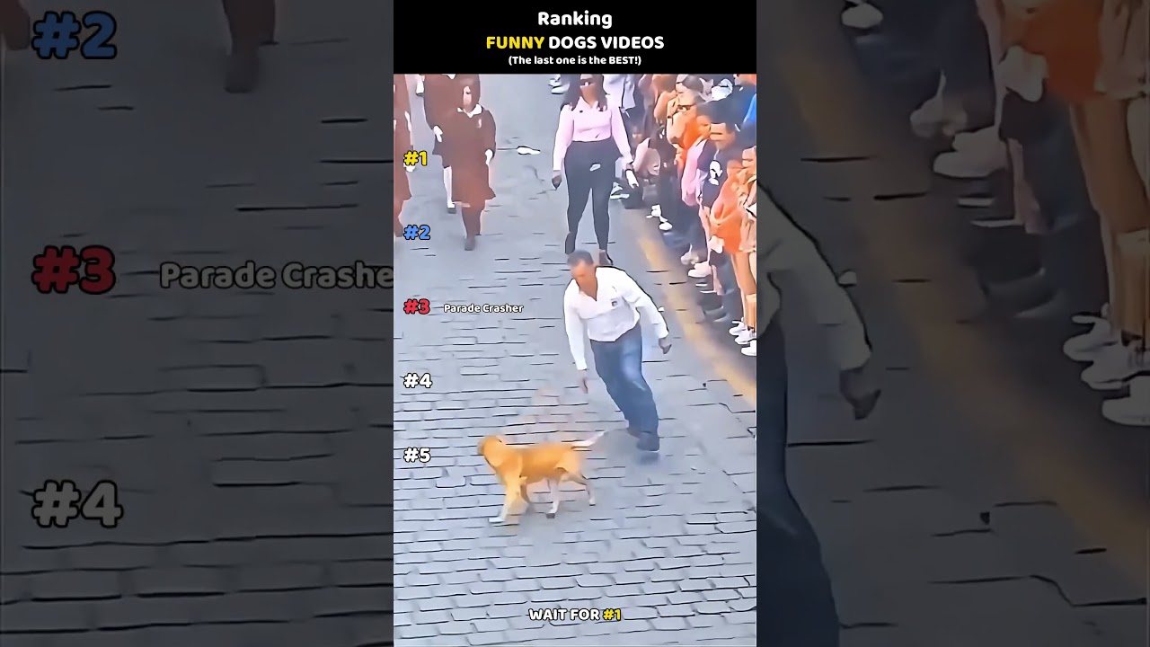 Ranking Funny Dogs videos #dog #shorts