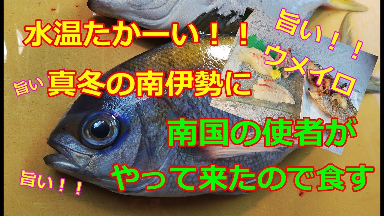 美味すぎハイテンション 青色の南国魚ウメイロが真冬の南伊勢に着弾 これはお客には出せねぇ 笑 Youtube