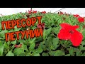 Пересортица петунии от профессиональных производителей семян в 4К