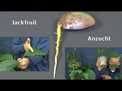 Video: Jackfruit Care - Wie man Jackfruchtbäume anbaut