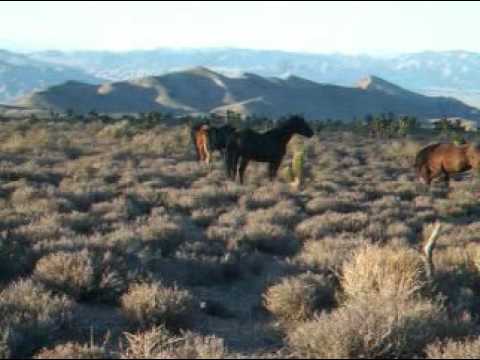 ^® Watch Full Fighting Mustang