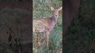 Roe Deer Bow/Gun Hunt — Just a Few Yards #RoeDeerHunting#CloseRangeHunting#USAOutdoors#HuntingUSA