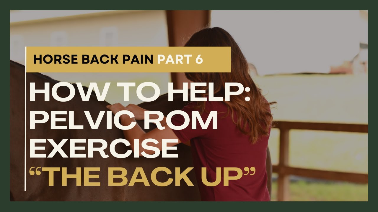 Horse Back Pain Part 6 How to Help Pelvic ROM Exercise "The Back Up