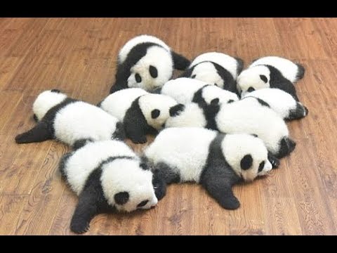 パンダ赤ちゃんが転がり落ちても可愛い Panda Baby Rolls Down Youtube