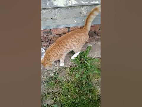Вход с другой стороны - YouTube